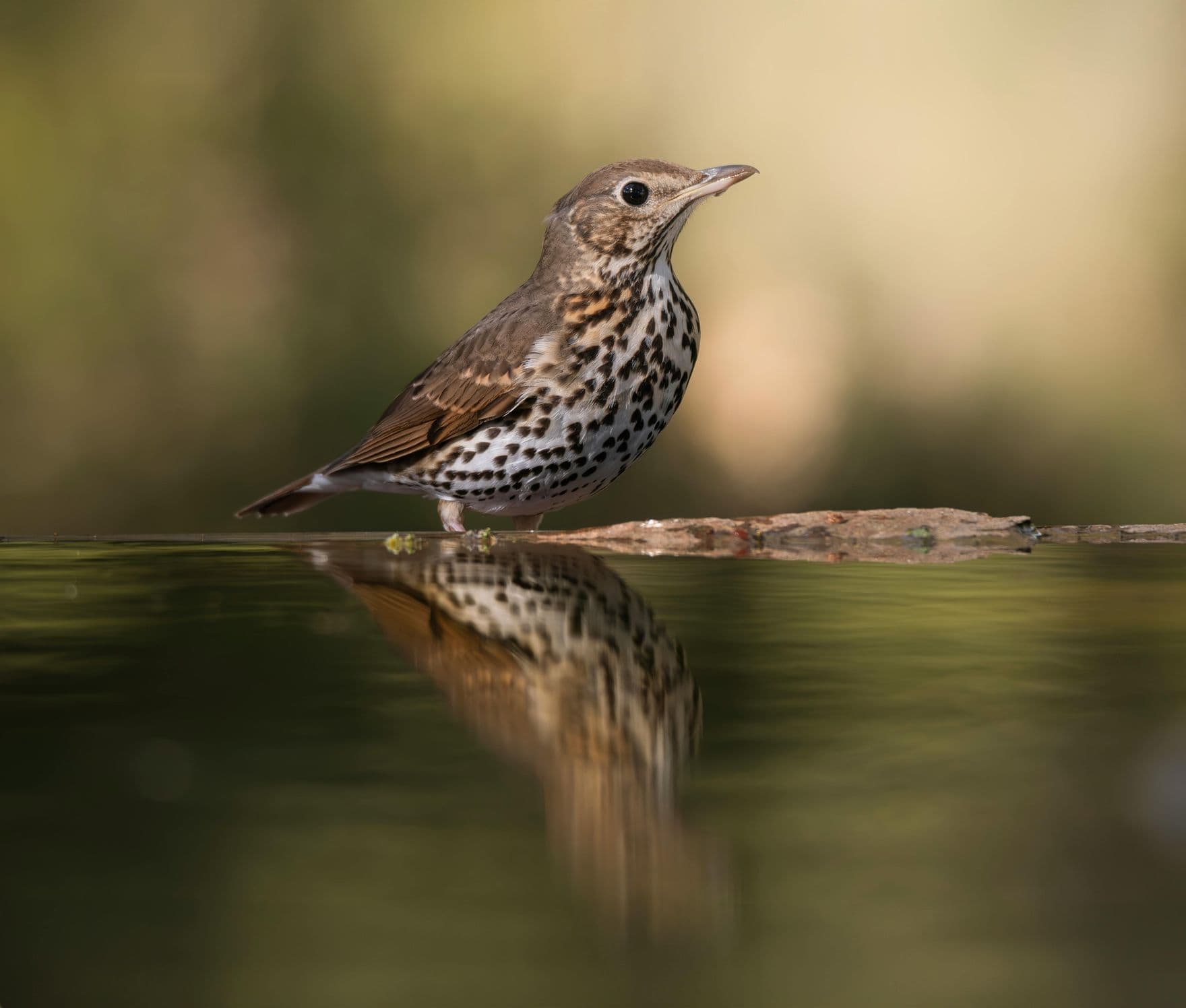 Building the Data Infrastructure Biodiversity Needs